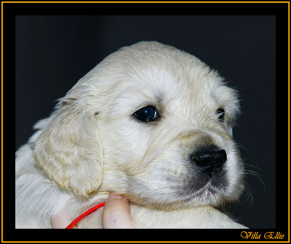 comprar golden retriever villa ellie